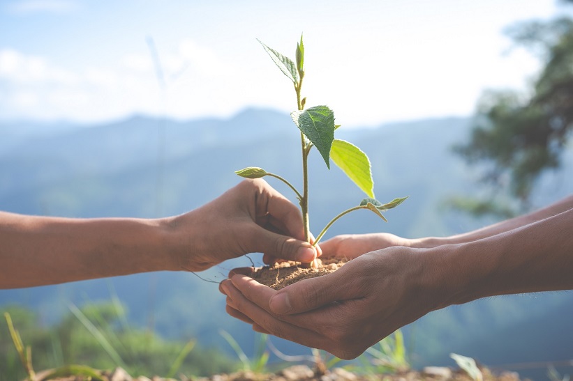 planter_des_arbres